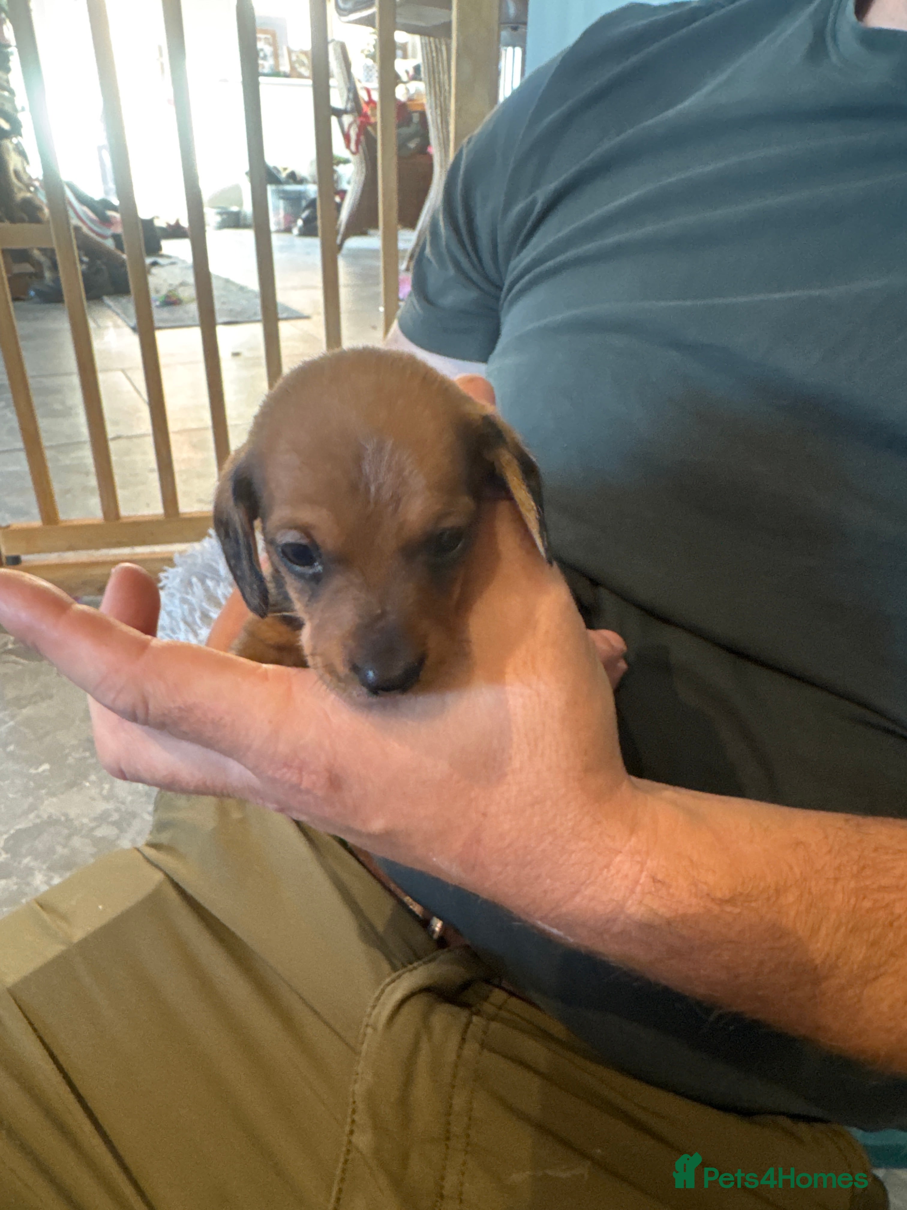 Miniature Dachshund dogs KC Registered miniature dachshund  - Advert 2