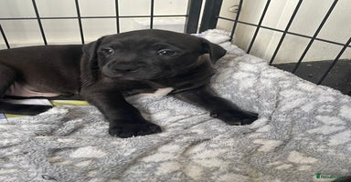 Staffordshire Bull Terrier dogs - Advert 12