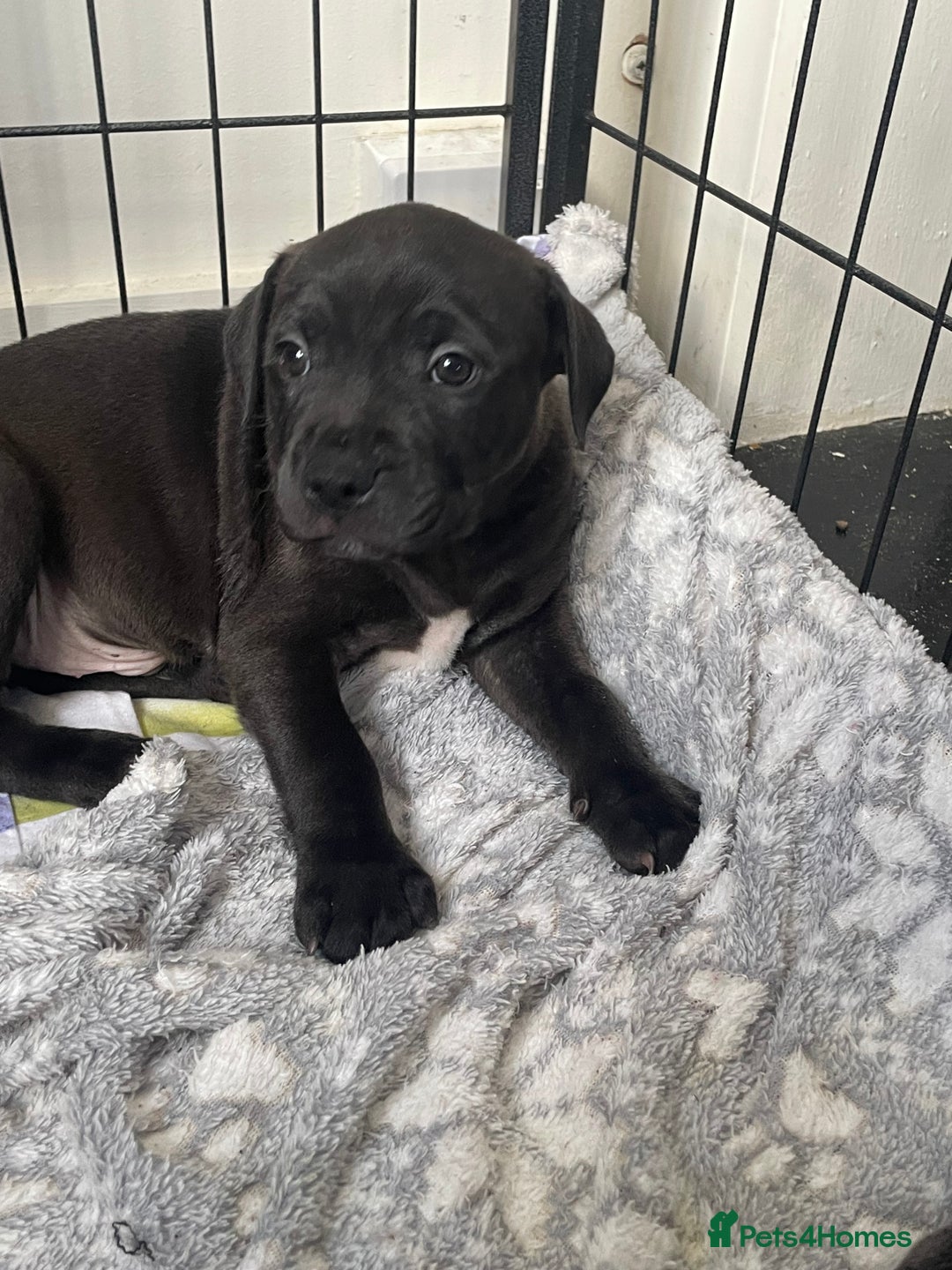 Staffordshire Bull Terrier dogs for sale: Sold  - Image 2