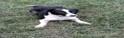 Border Collie dogs for sale: Border collie pups for sale - Advert 3