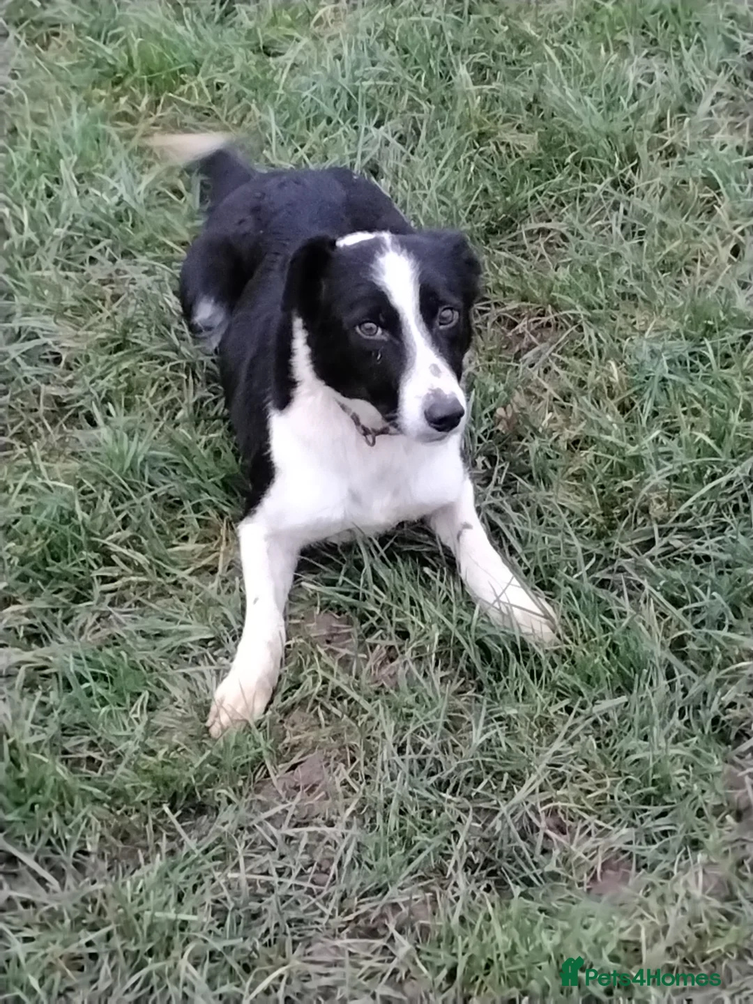 Border Collie dogs for sale: Border collie pups for sale - Advert 3