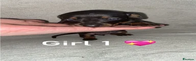 Miniature Dachshund 4