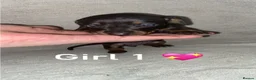 Miniature Dachshund dogs for sale: Miniature dachshund puppies  - Advert 2