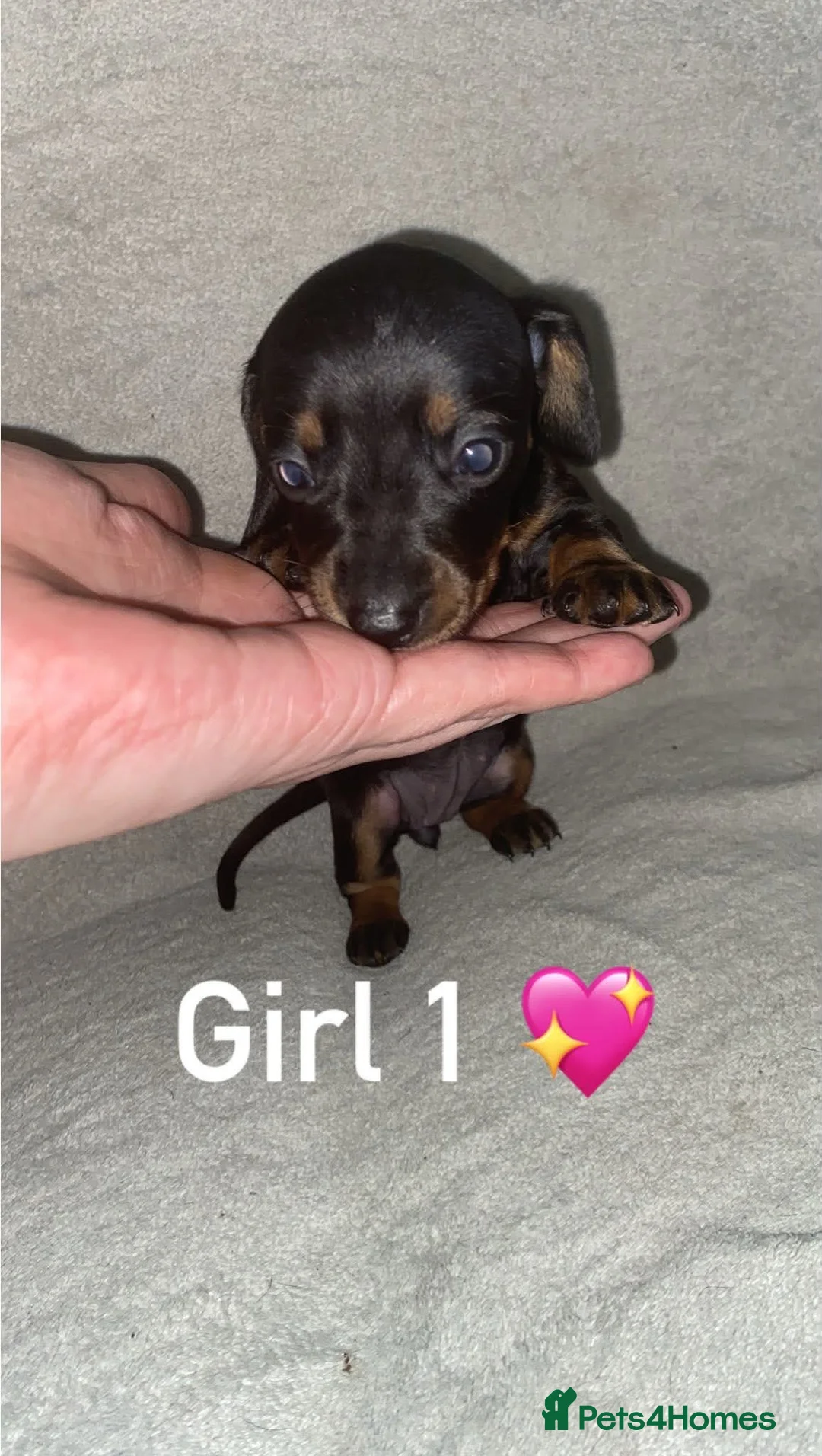 Miniature Dachshund dogs for sale: Miniature dachshund puppies  - Advert 2