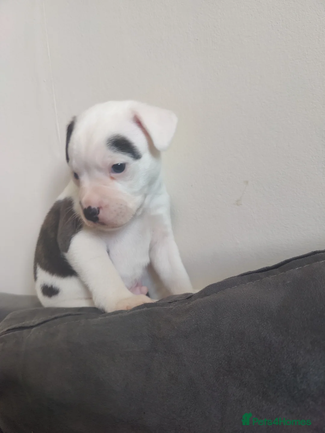 Mixed Breed dogs for sale: 3 beautiful boys Frenchie x Staffy x Shih Tzu  - Advert 2