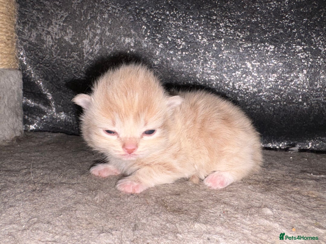 Mixed Breed cats for sale: 5 beautiful babies! - Advert 5