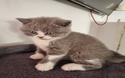 British Shorthair cats for sale: 4 Sweet PEDIGREE kittens - Image 24
