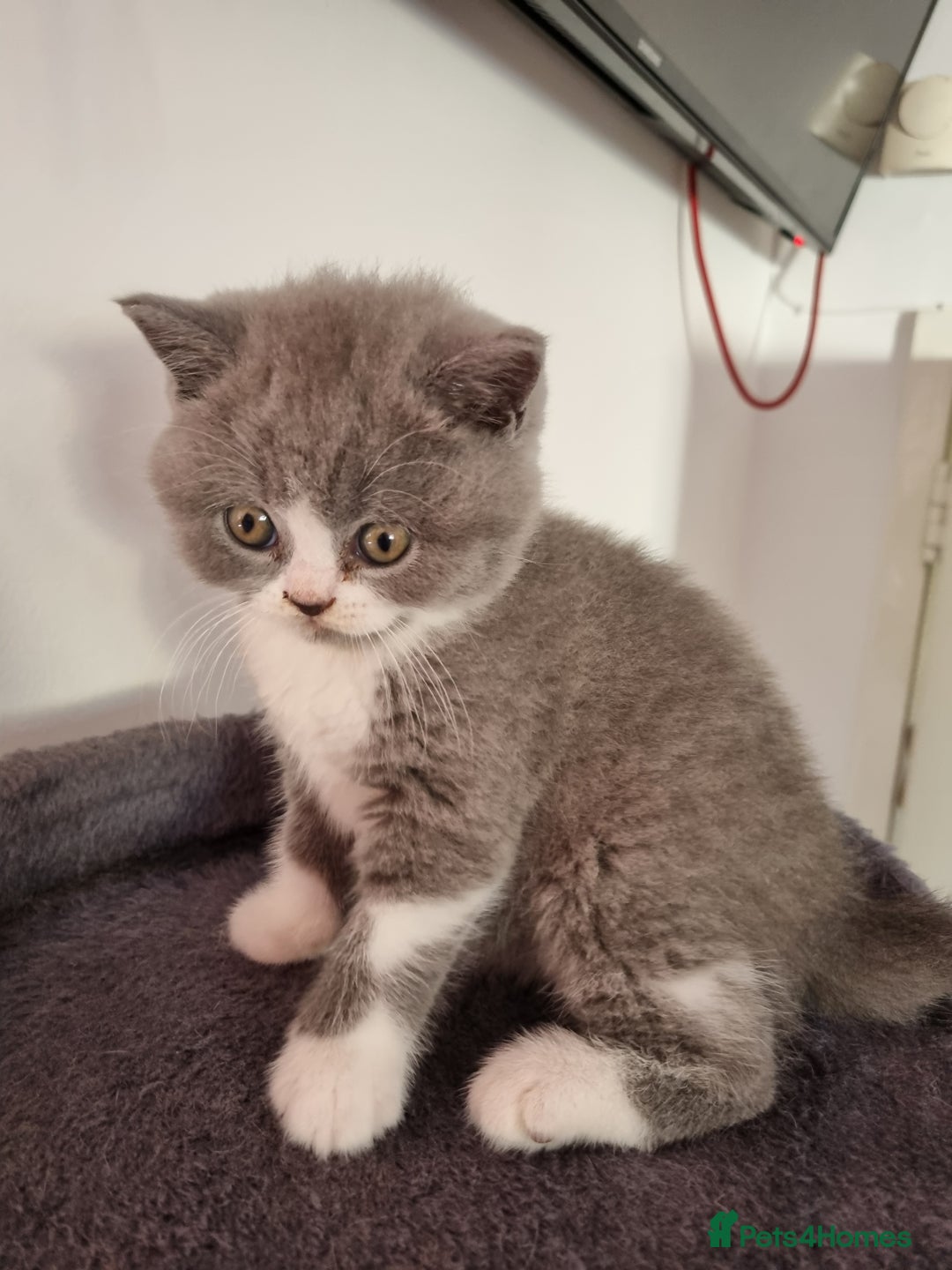 British Shorthair cats for sale: 4 Sweet PEDIGREE kittens - Image 24