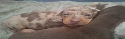 Miniature Dachshund dogs for sale: 5 gorgeous miniature dachshunds! - Advert 3