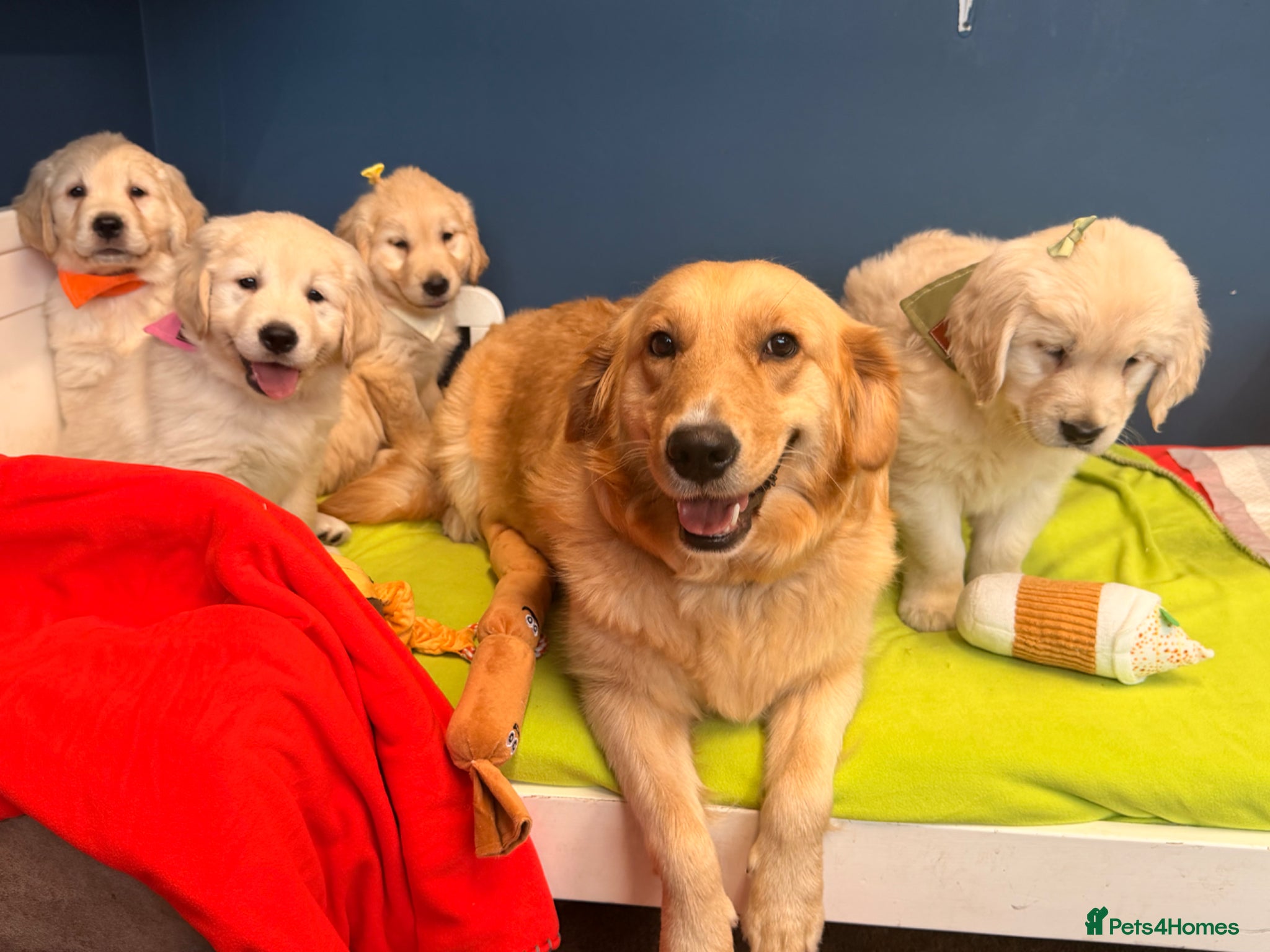Golden Retriever dogs for sale: 🐶 Gorgeous Chunky type Golden Retriever Puppies🐶 - Advert 17