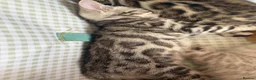 Bengal cats for sale: BEAUTIFUL BABY BENGALS FOR SALE  - Advert 38