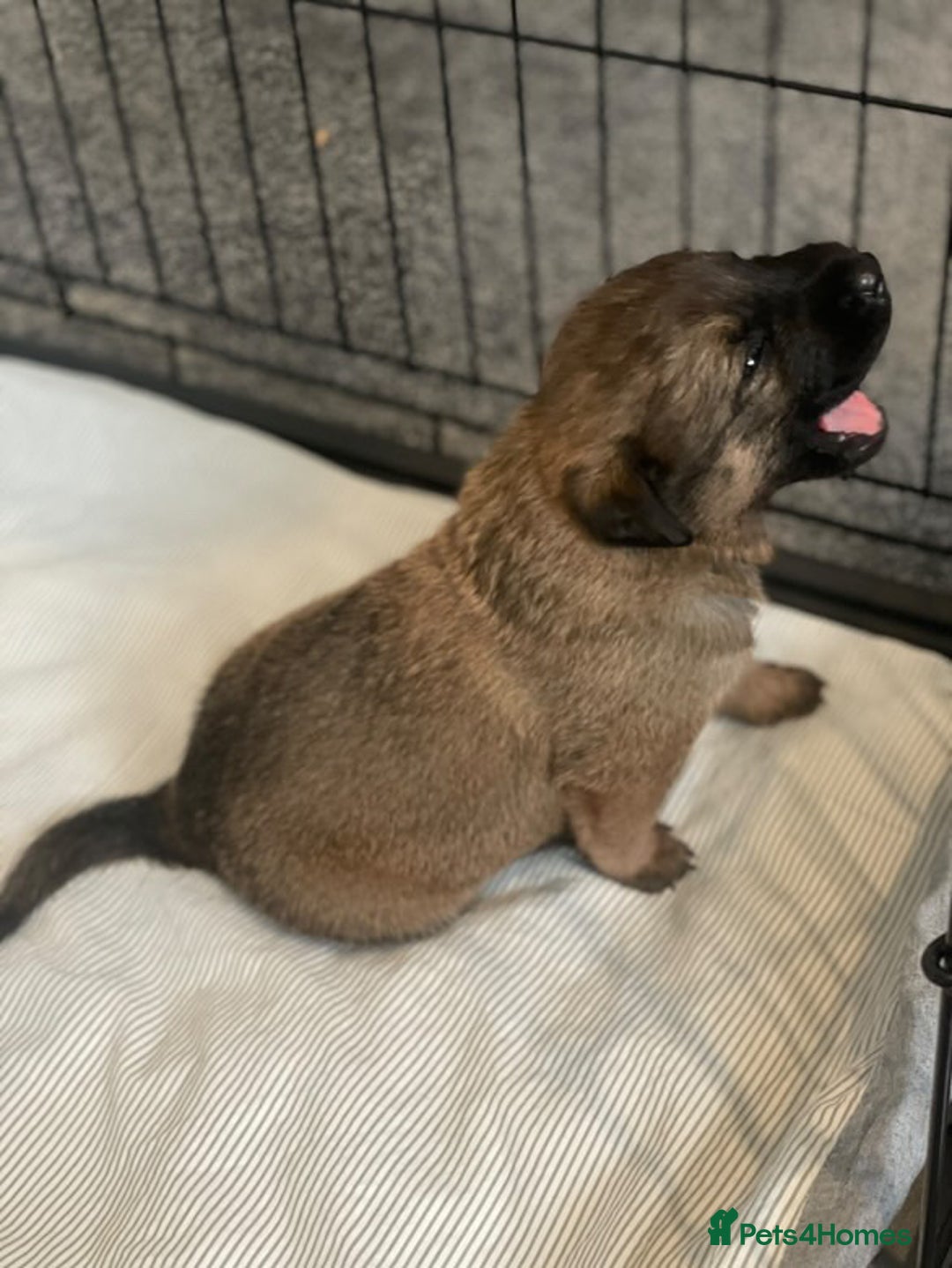 Mixed Breed dogs for sale: Belgian Malinois / Turkish Kangal / Cane Corso - Image 17
