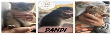 Dandi