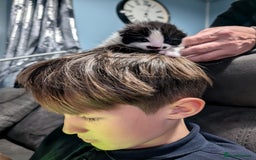 Domestic Shorthair cats for sale: Cute little black and white kitten - Advert 6