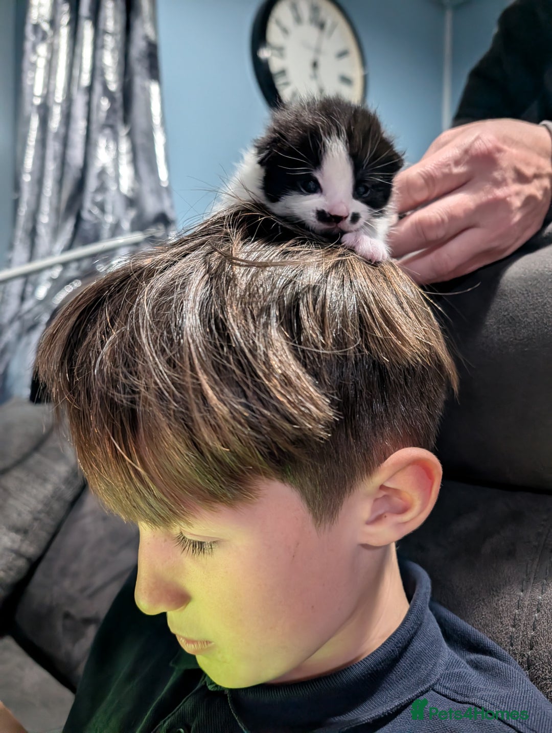 Domestic Shorthair cats for sale: Cute little black and white kitten - Advert 6