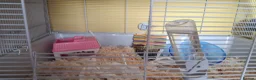 Hamster rodents for sale: Hamster  in Manchester - Advert 1