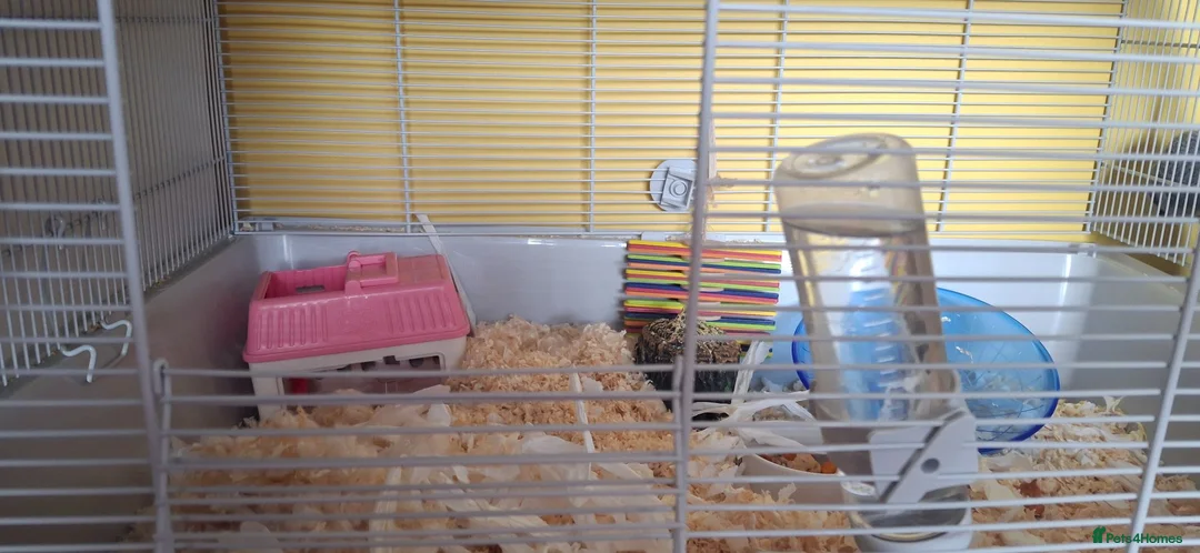 Hamster rodents for sale: Hamster  in Manchester - Advert 1