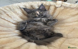 Maine Coon cats for sale: Tica Stunning Kittens  - Image 3
