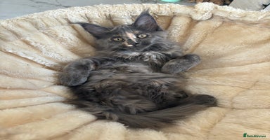 Maine Coon cats - Advert 3