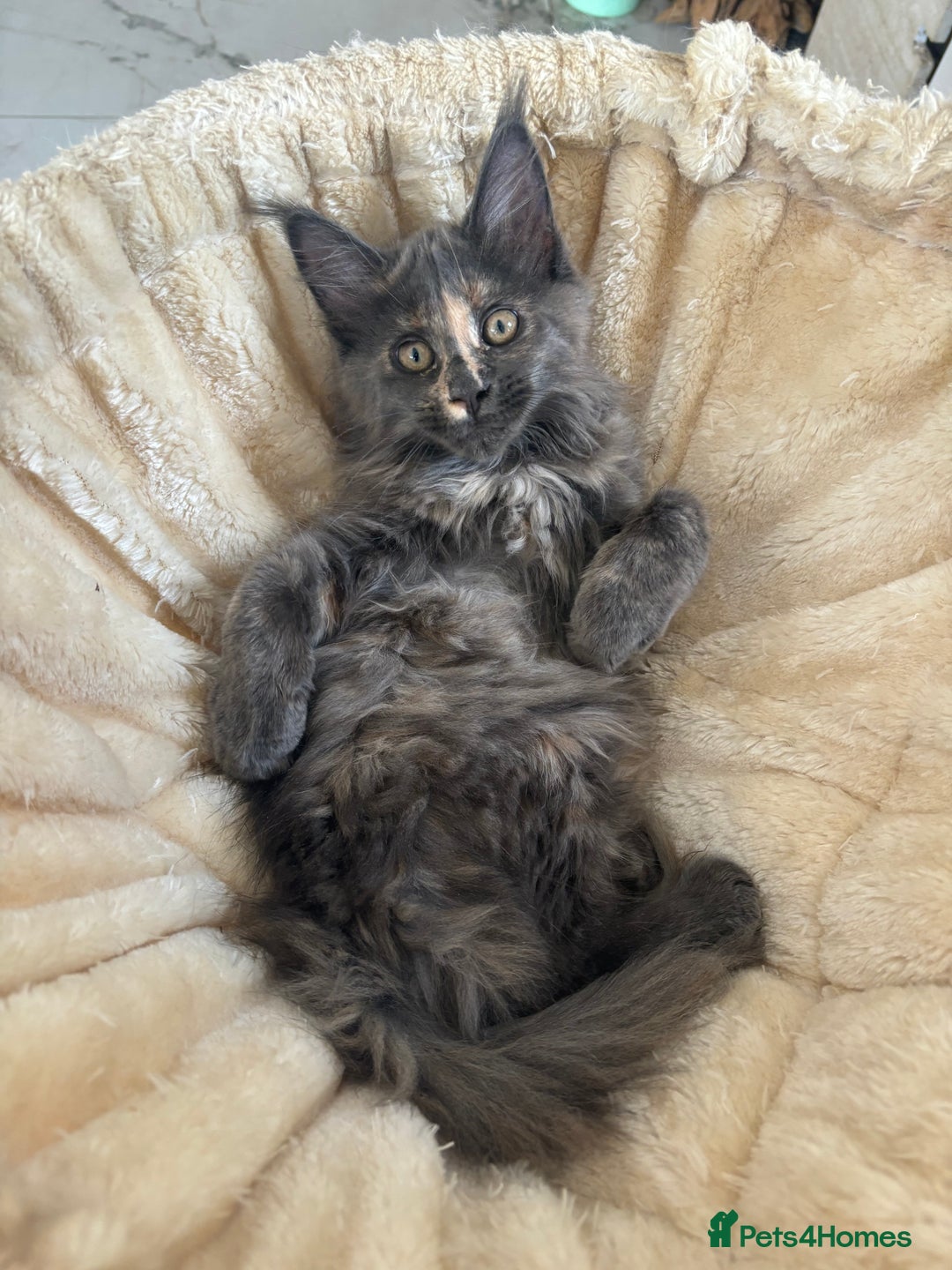 Maine Coon cats for sale: Tica Stunning Kittens  - Image 3