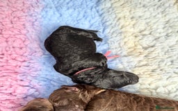 Mixed Breed dogs for sale: Goldendoodle/Australian double doodles  - Image 14