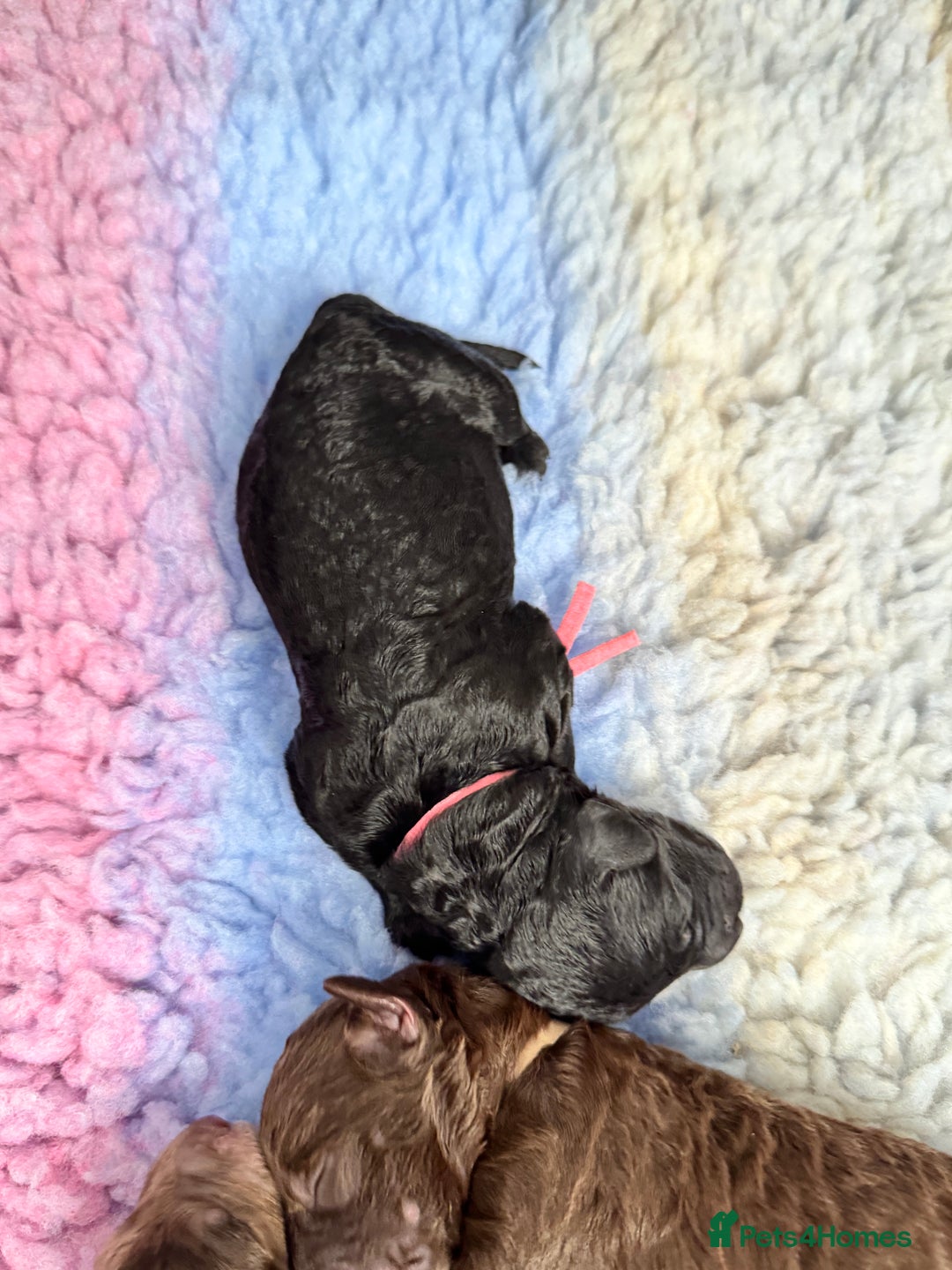 Mixed Breed dogs for sale: Goldendoodle/Australian double doodles  - Image 14