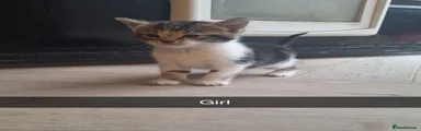 Bengal 3