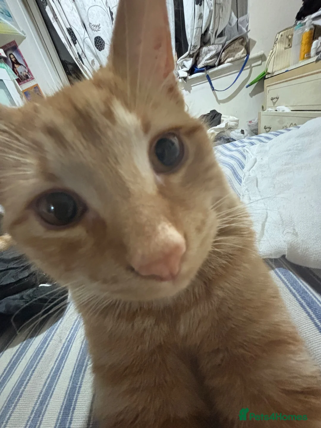 British Shorthair cats for sale: Mbappe  in Birmingham - Advert 12