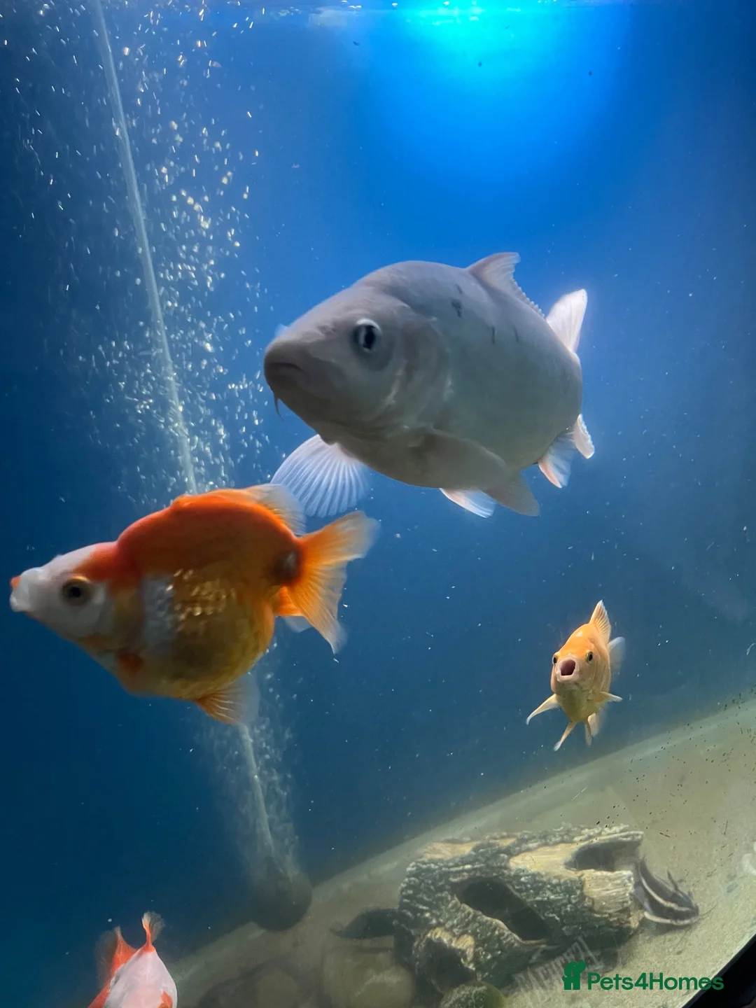 Koi Carp fish for sale: Shiro Bekko Koi - Advert 3
