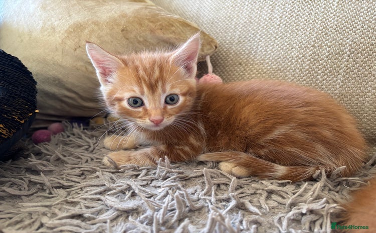 Mixed Breed cats - Advert 4
