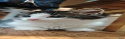 Mixed Breed cats for sale: Fluffy kittens for sale - Advert 9