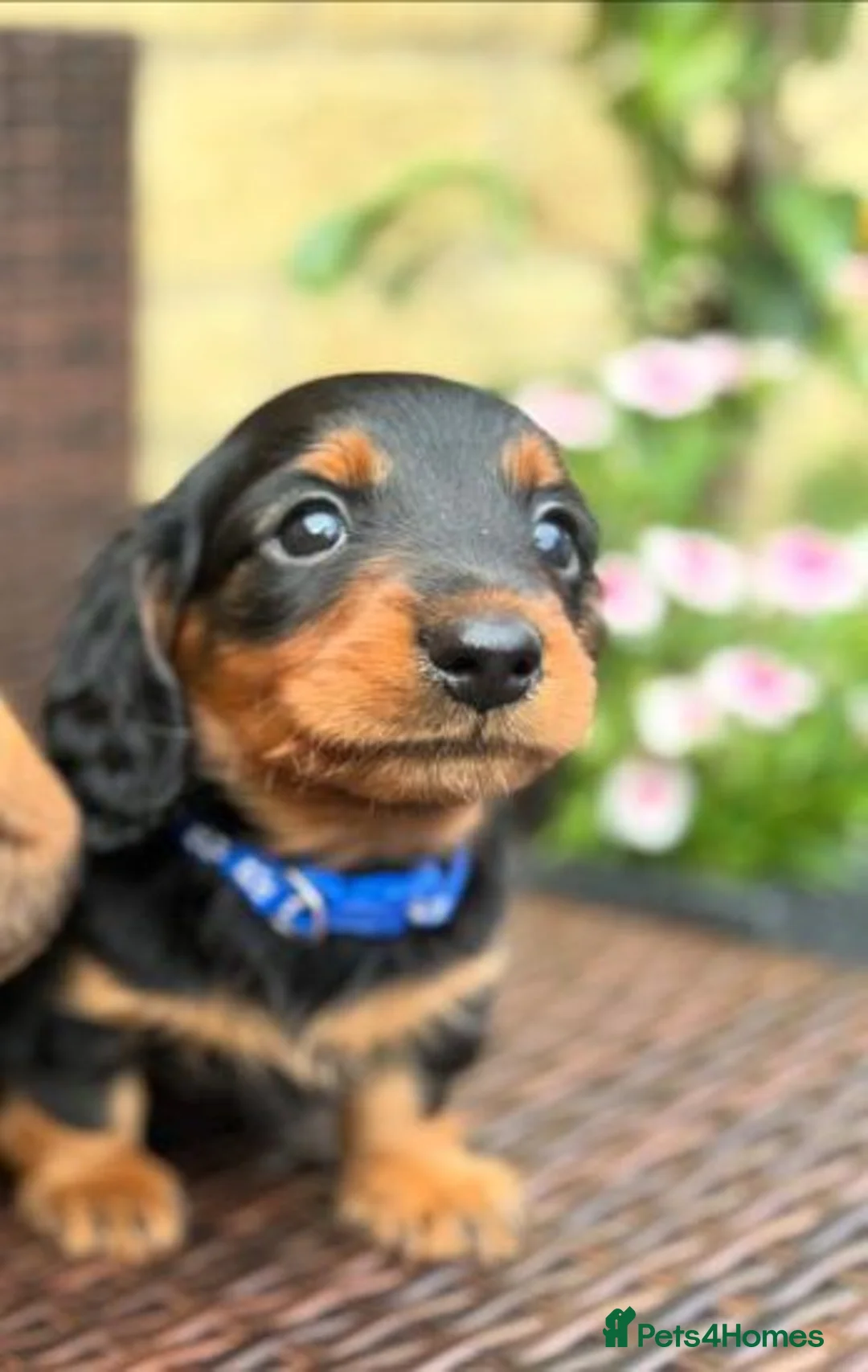 Miniature Dachshund dogs for sale: Adorable Puppies - Advert 5