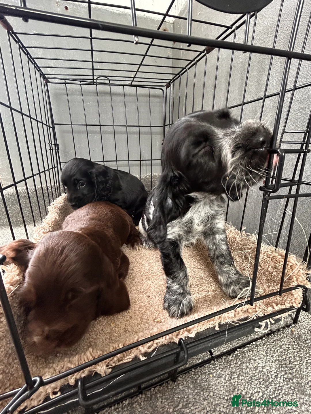 Cocker Spaniel dogs for sale: Cocker spaniel puppies  in Manchester - Advert 2