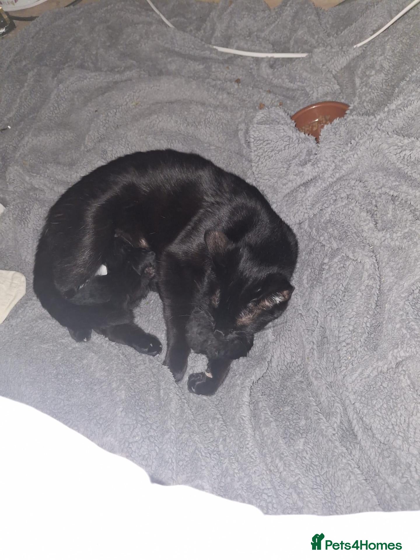 Mixed Breed cats Adorable black kittens for sale!! - Advert 1