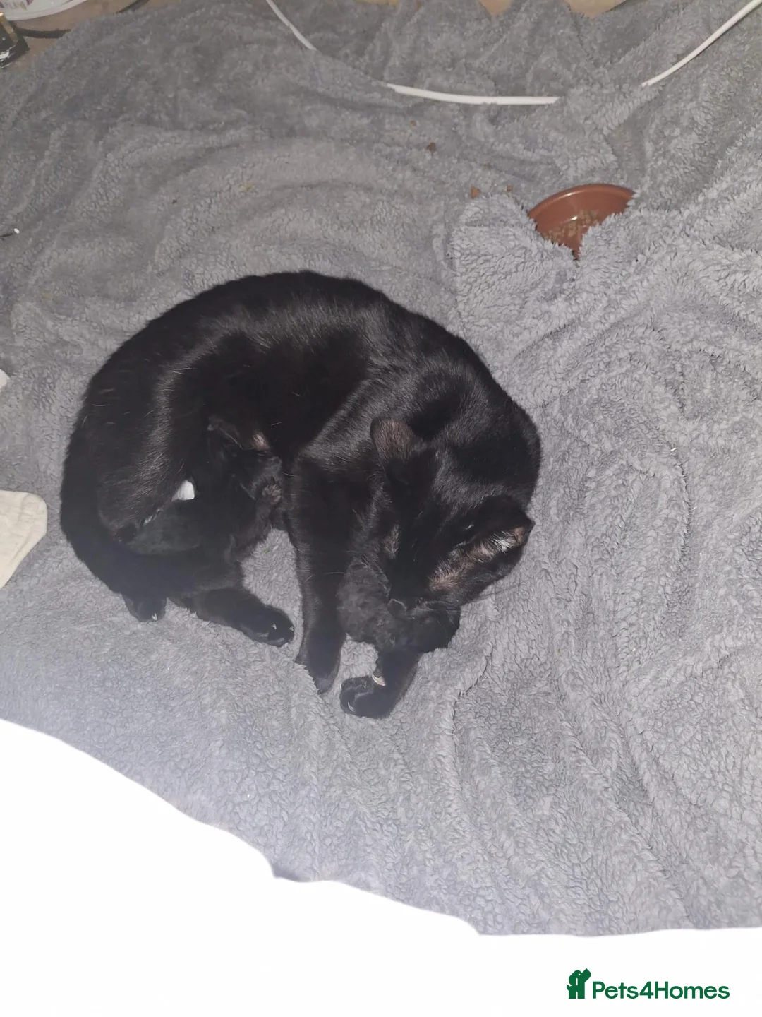 Mixed Breed cats for sale: Adorable black kittens for sale!! - Advert 1