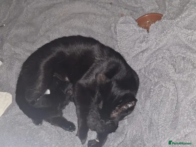 Mixed Breed cats for sale: Adorable black kittens for sale!! - Advert 7