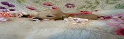 Miniature Dachshund dogs for sale: Cream long haired miniature dachshund puppies  - Advert 24