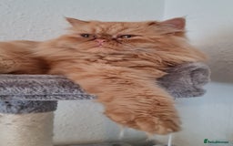 Persian cats for stud: Persian stud service  - Image 13