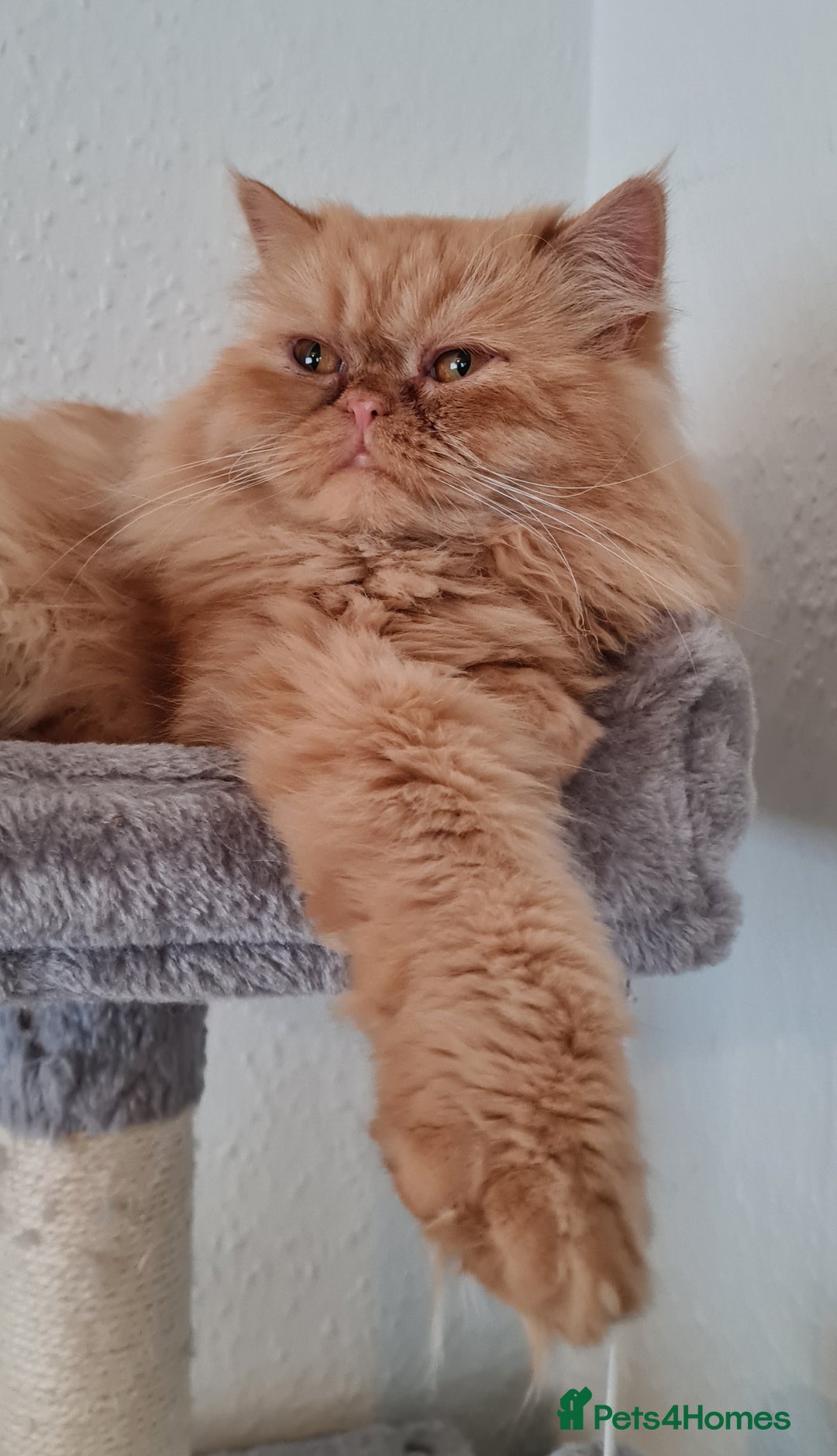 Persian cats for stud: Persian stud service  - Image 13