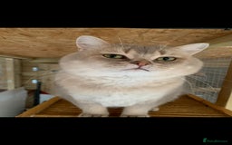 British Shorthair cats for stud: Stuning bluegolden /Russian import/STUD   - Image 1