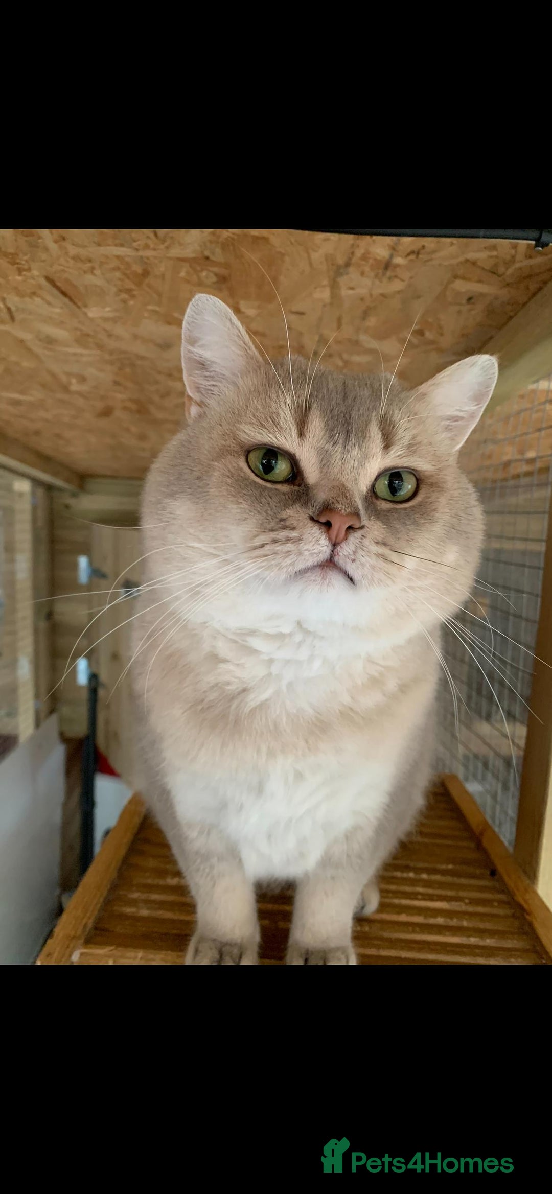 British Shorthair cats for stud: Stuning bluegolden /Russian import/STUD   - Image 1