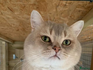 British Shorthair cats - Advert 36