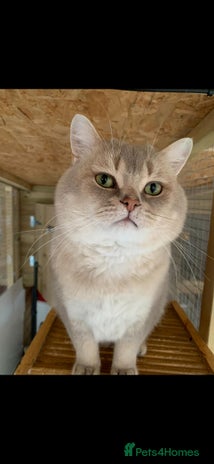 British Shorthair cats for stud - Advert 5
