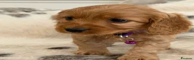 Cockapoo Puppy 7