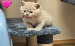 British Shorthair cats for sale: Incredible GCCF British shorthaired kittens  - Image 4