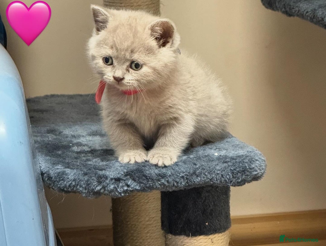 British Shorthair cats for sale: Incredible GCCF British shorthaired kittens  - Image 4
