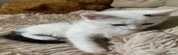 Mixed Breed cats for sale: 6 Lovely Kittens for sale  - Advert 30