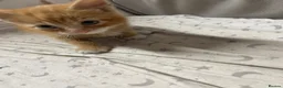 Mixed Breed cats for sale: KITTENS FOR SALE - Advert 5