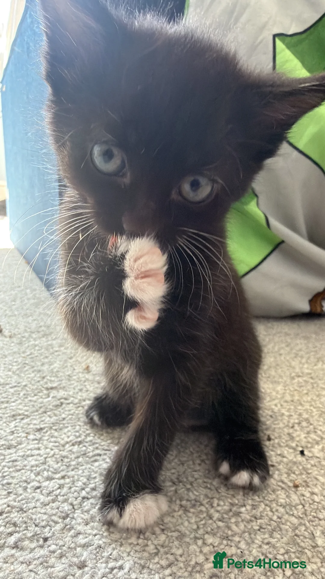 Mixed Breed cats for sale: Kitten for sale  in Newport - Advert 2