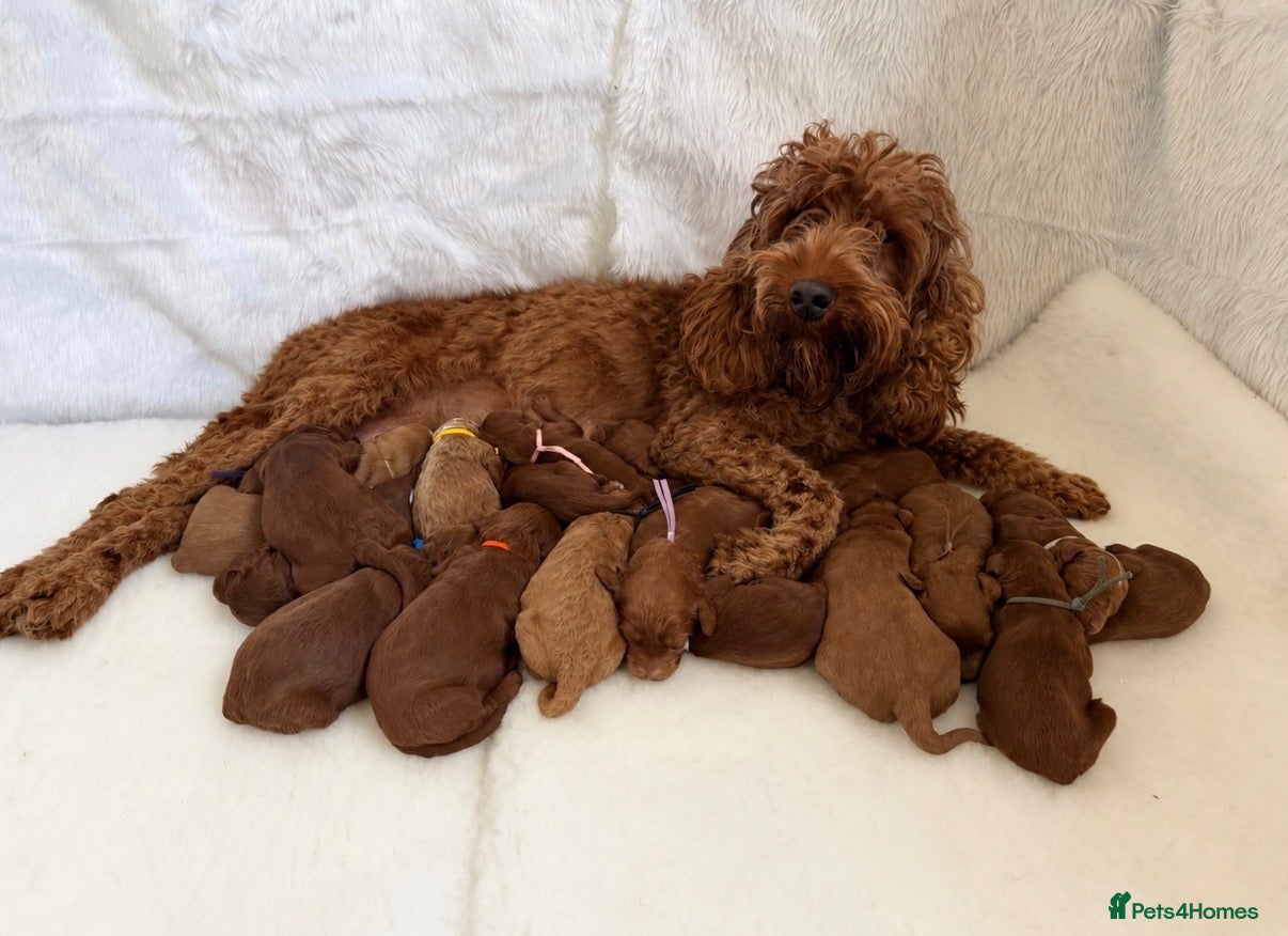 Goldendoodle dogs Top quality, health tested multiGen Double Doodles - Advert 3